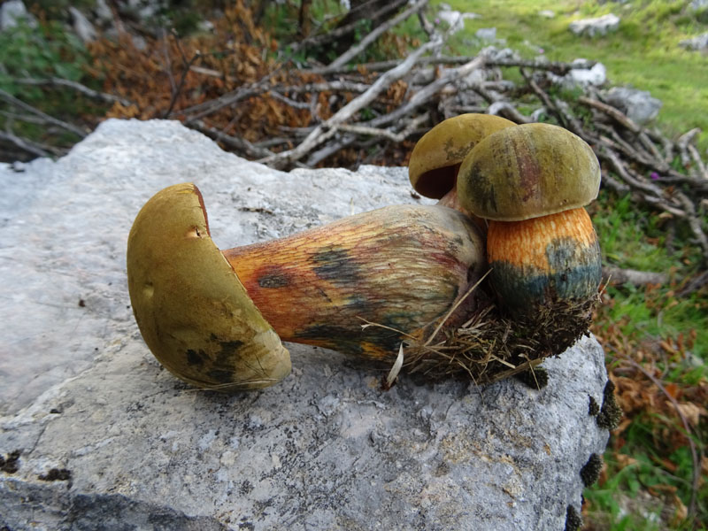 crescita anormale ?.....Boletus luridus